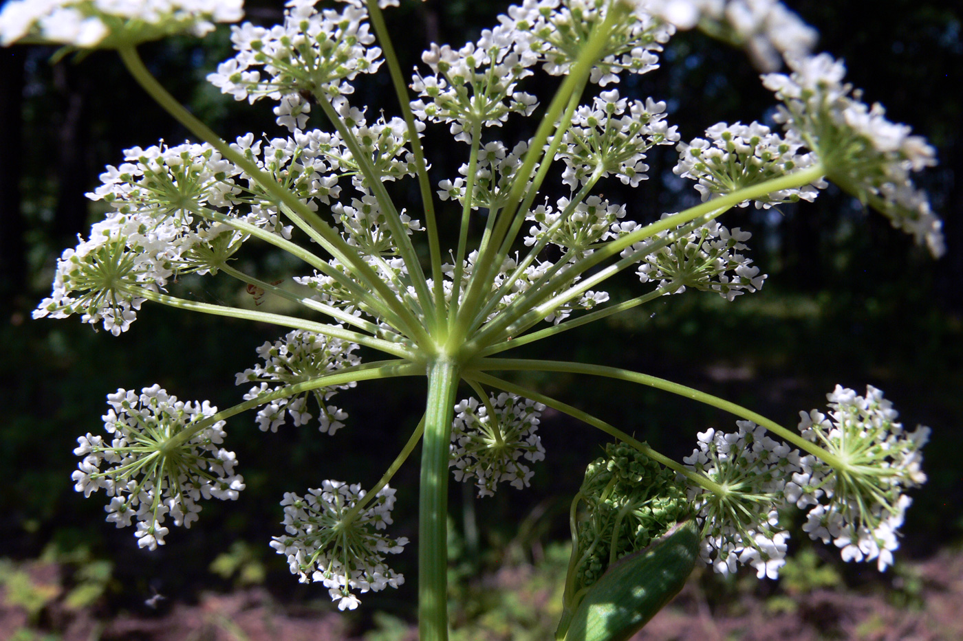 Image of Angelica czernaevia specimen.