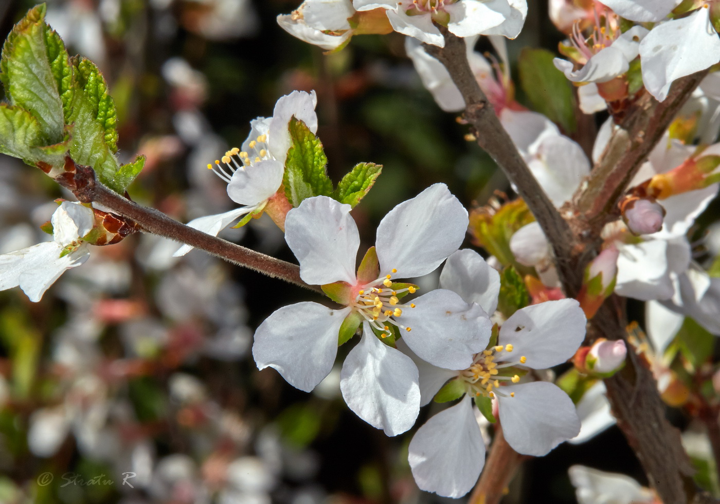 Изображение особи Cerasus tomentosa.