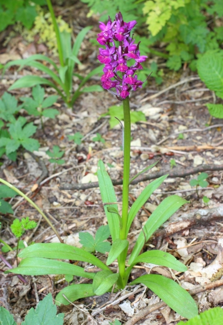 Image of Dactylorhiza romana ssp. georgica specimen.