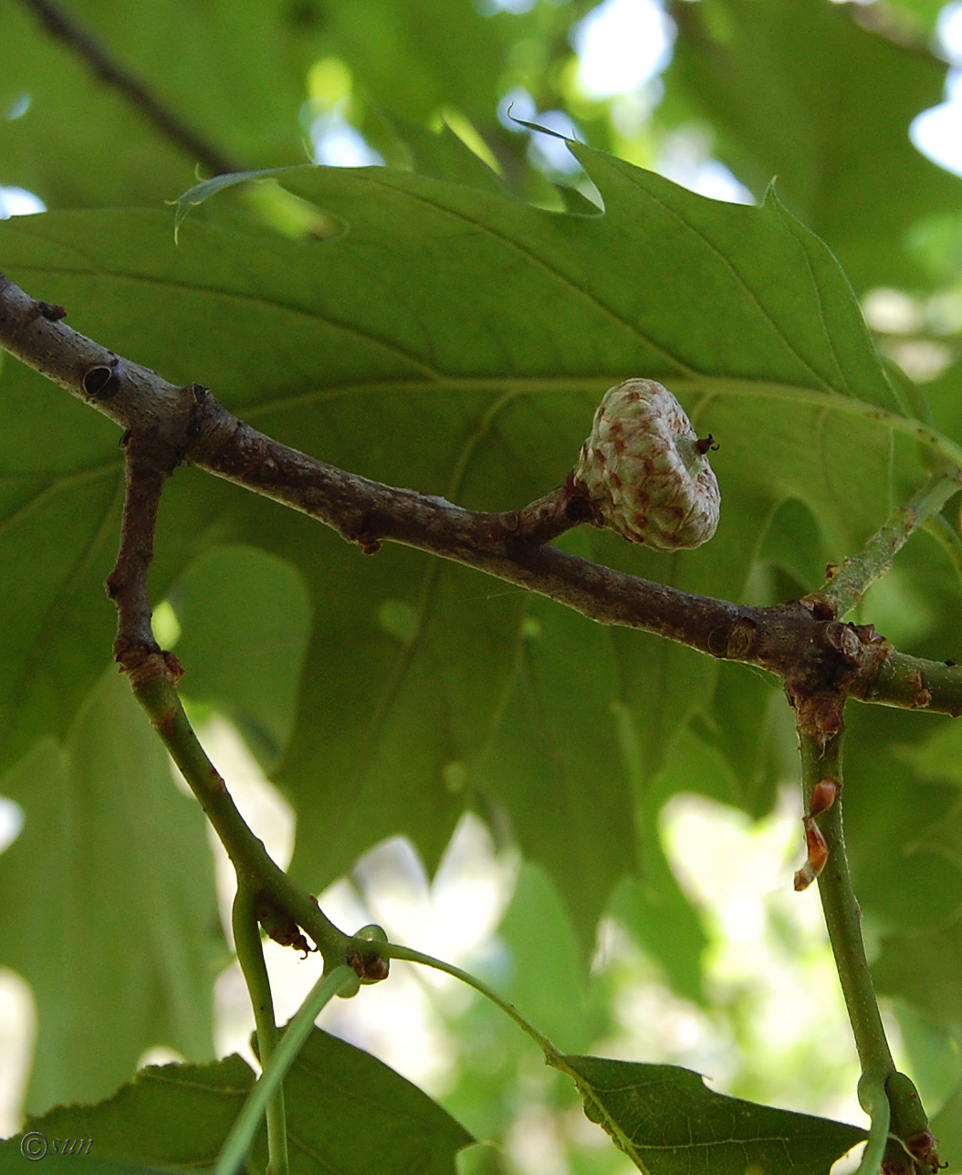 Image of Quercus rubra specimen.