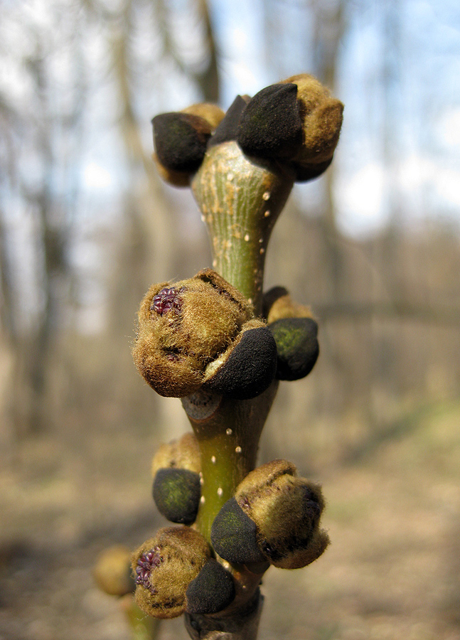 Image of Fraxinus excelsior specimen.