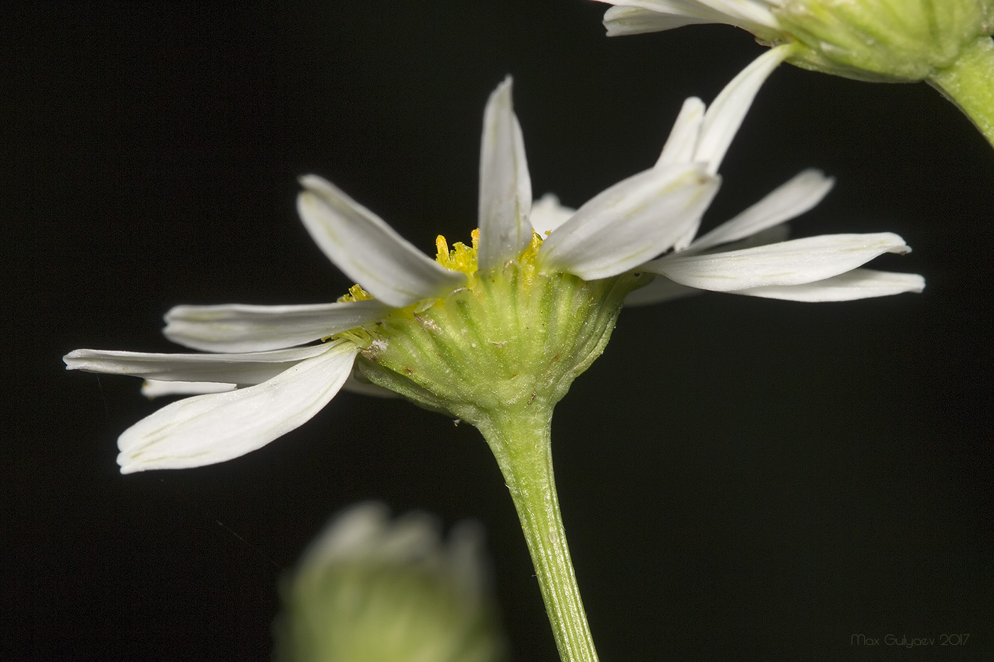 Изображение особи Tripleurospermum inodorum.