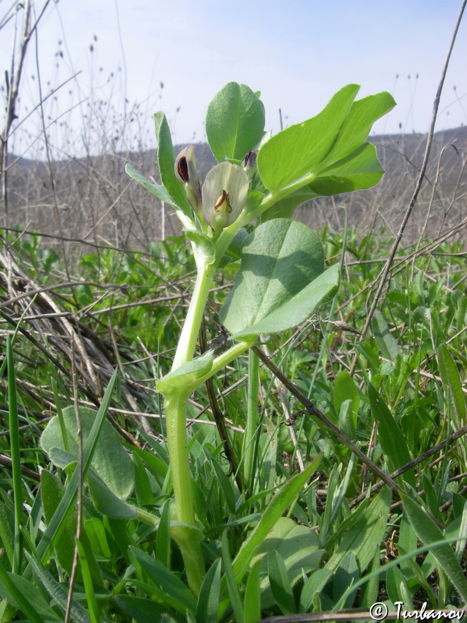 Image of Vicia narbonensis specimen.