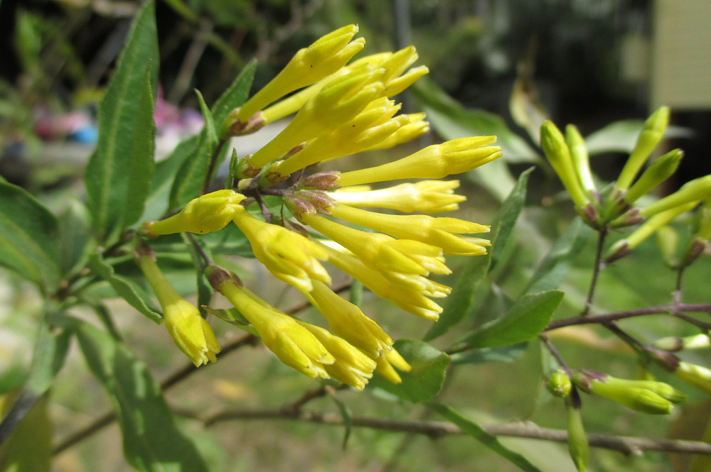 Image of Cestrum parqui specimen.