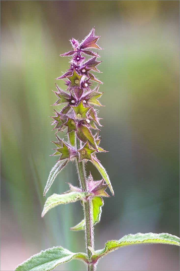 Изображение особи Stachys palustris.