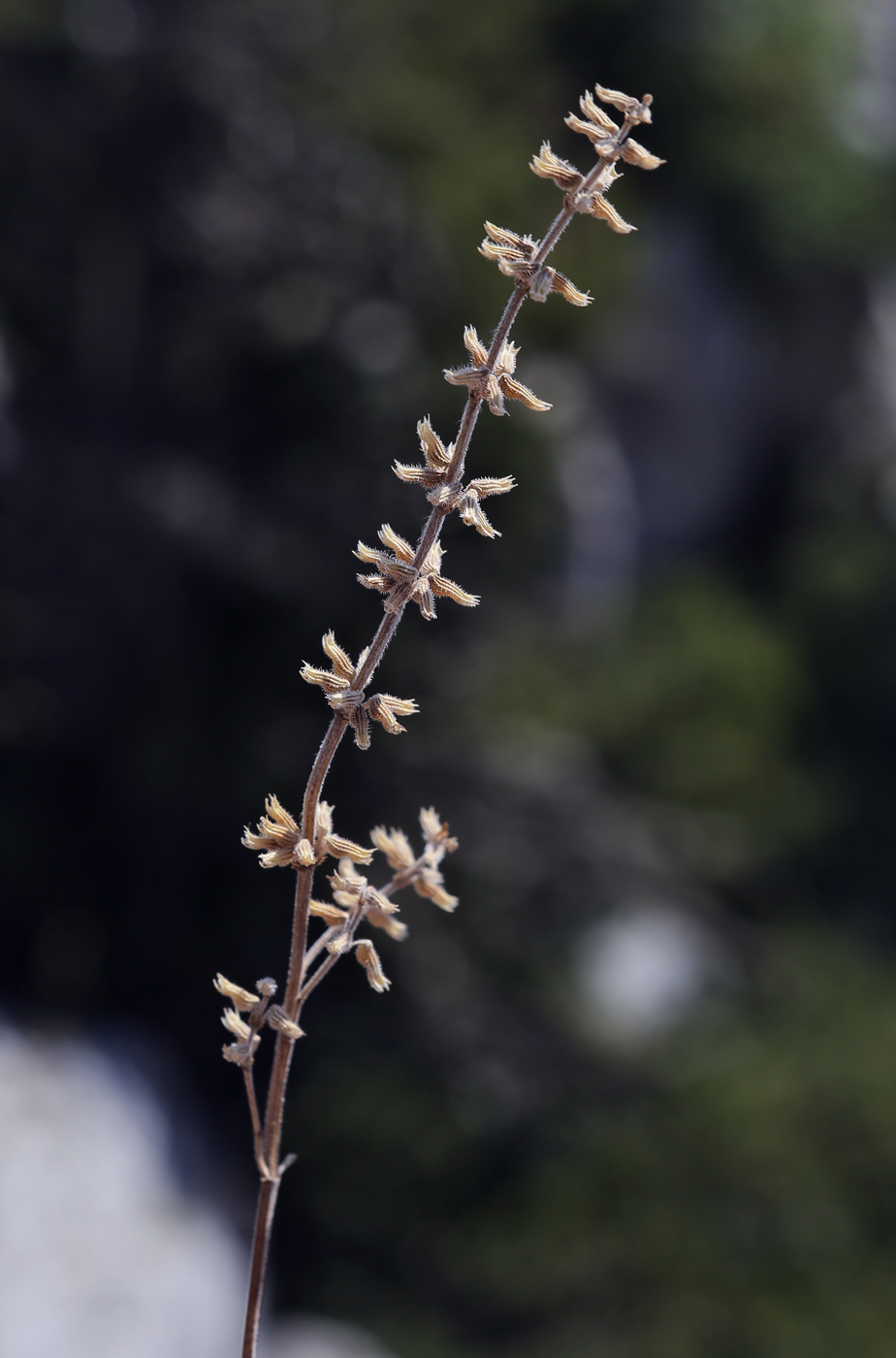 Image of Ziziphora villosa specimen.