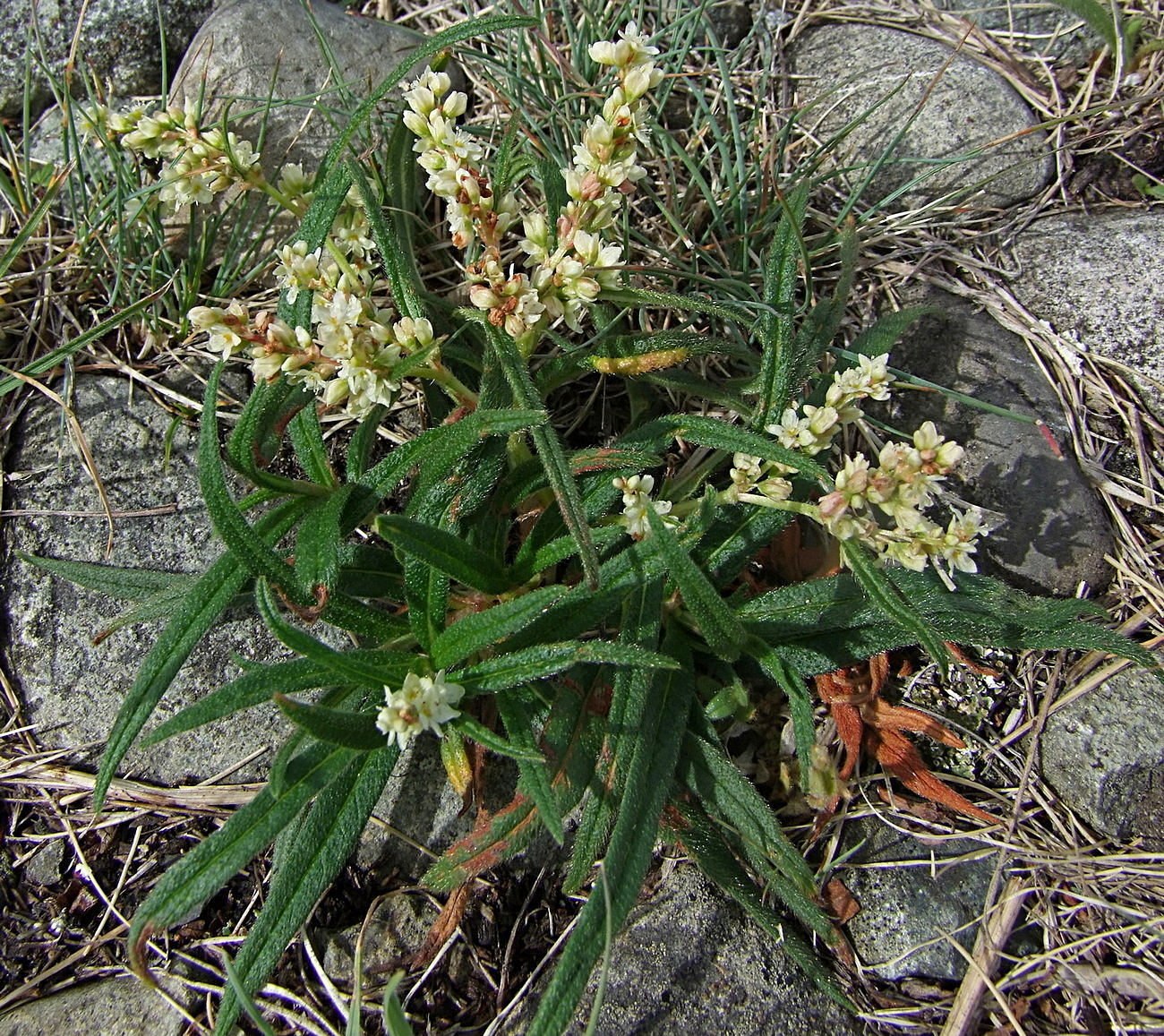 Image of Aconogonon ocreatum var. laxmannii specimen.