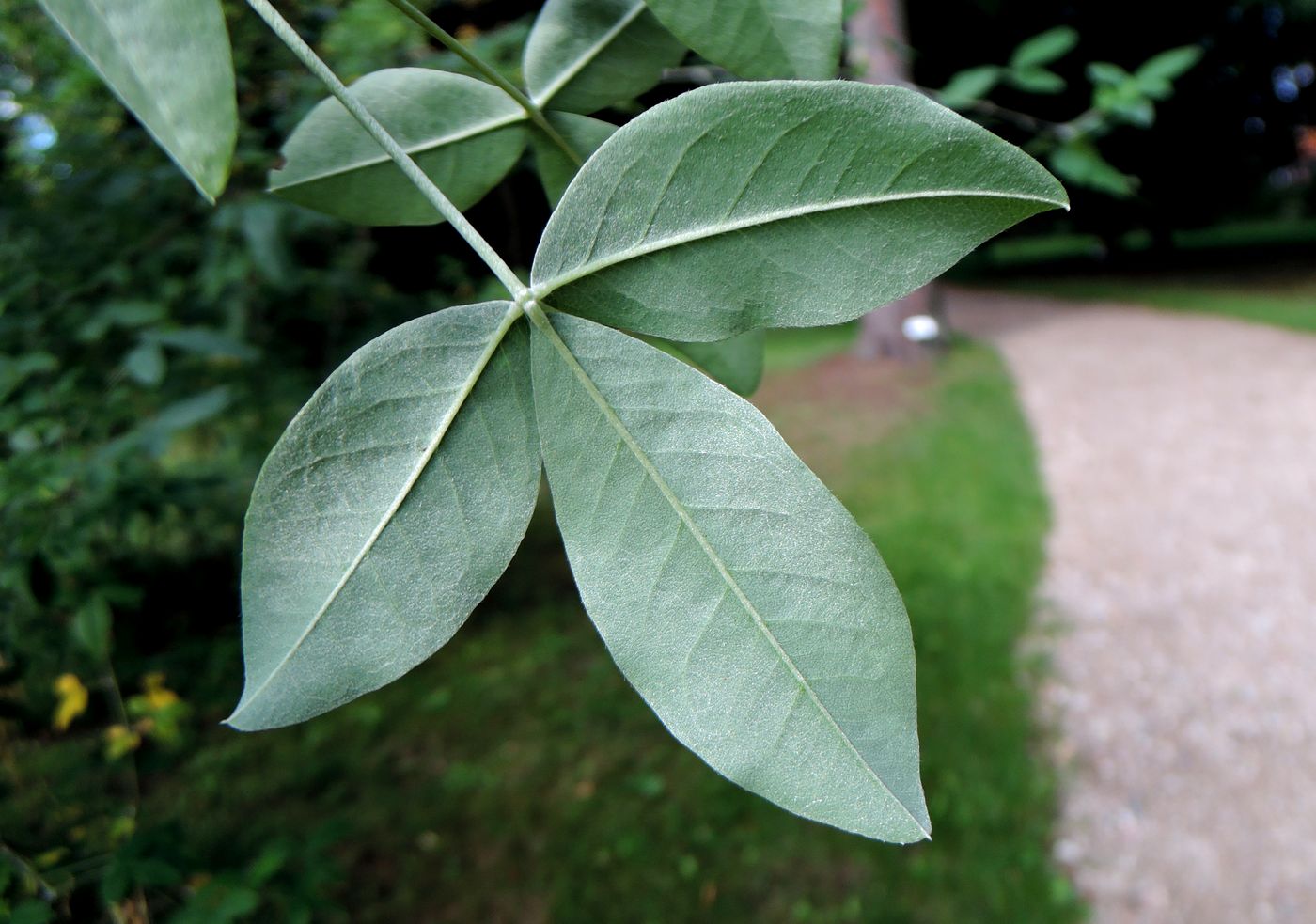 Image of Laburnum anagyroides specimen.