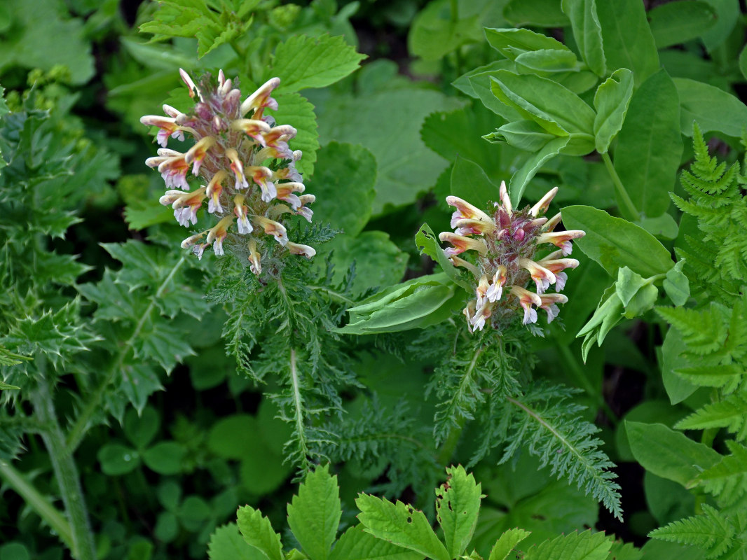 Image of Pedicularis condensata specimen.