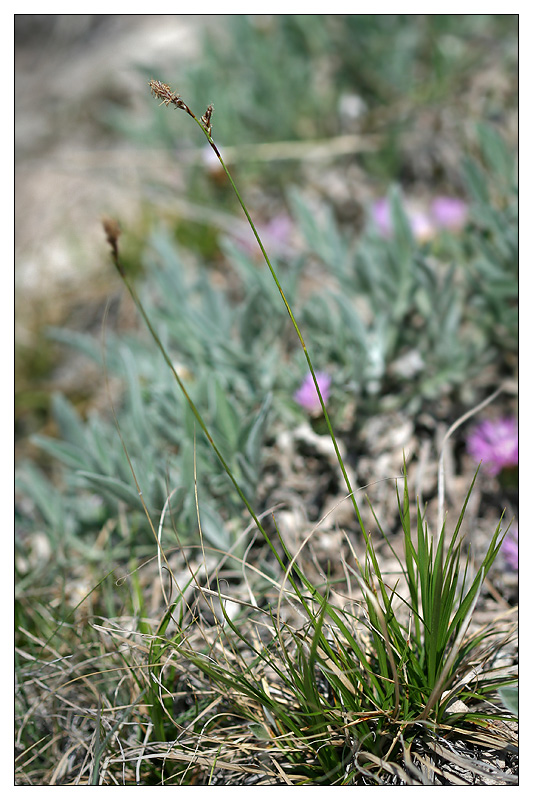 Image of Carex pediformis specimen.