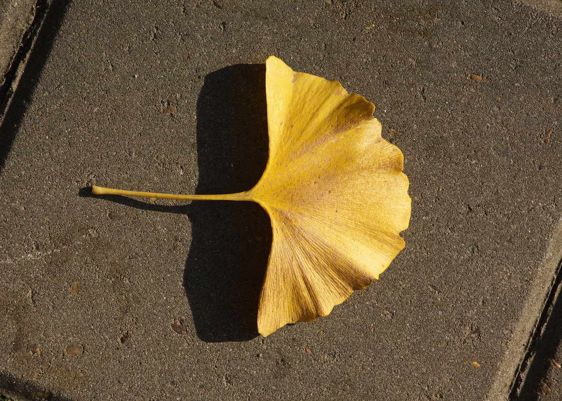 Image of Ginkgo biloba specimen.