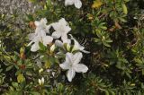 genus Rhododendron. Верхушки побегов с цветками и бутонами. Китай, пров. Юньнань, г. Дали, территория храмового комплекса Гуаньиньтан. 04.11.2016.