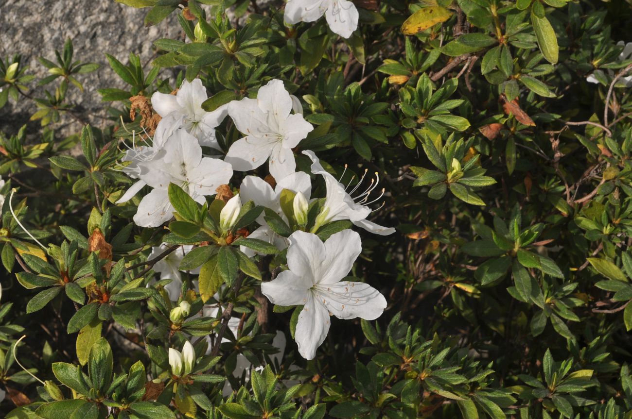 Image of genus Rhododendron specimen.