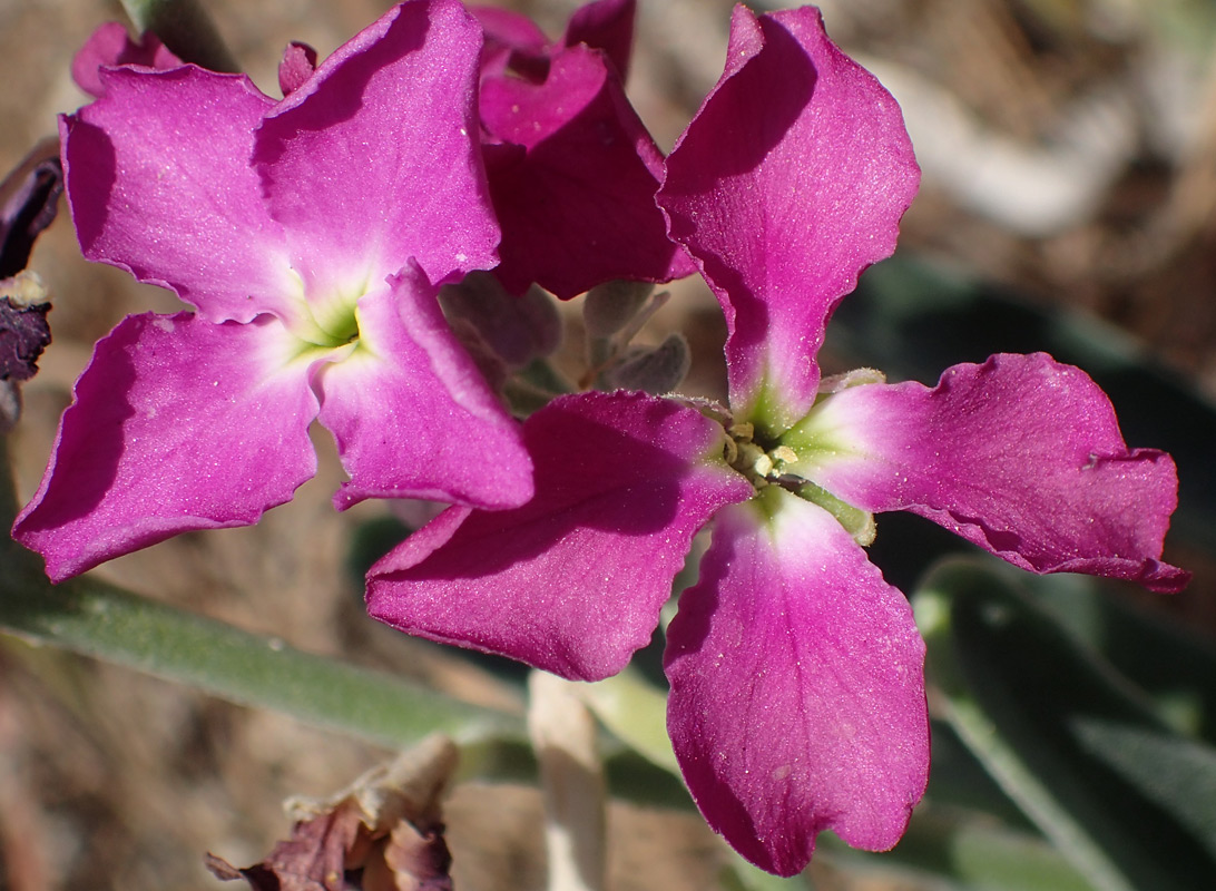 Изображение особи Matthiola incana.