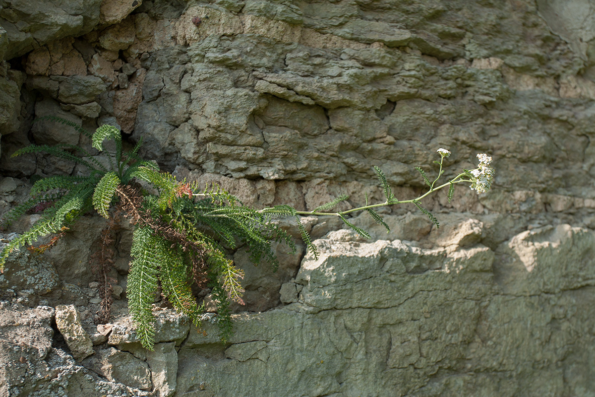 Image of Achillea millefolium specimen.