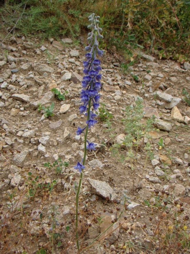 Изображение особи Delphinium freynii.