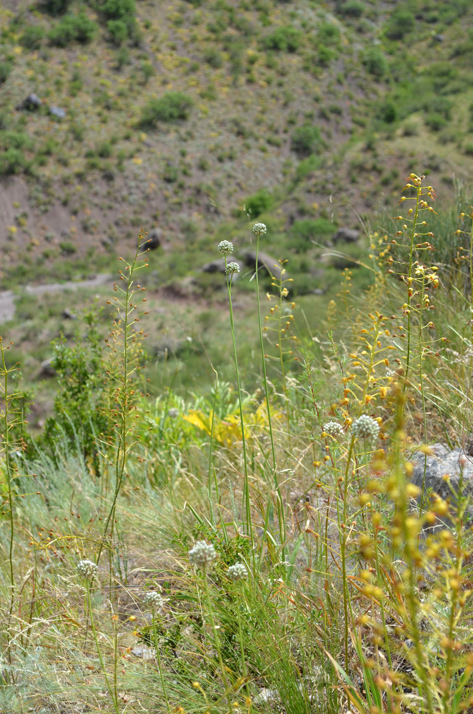 Image of Allium oreoscordum specimen.