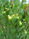 Leucadendron nobile