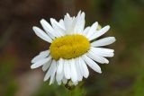 genus Tripleurospermum