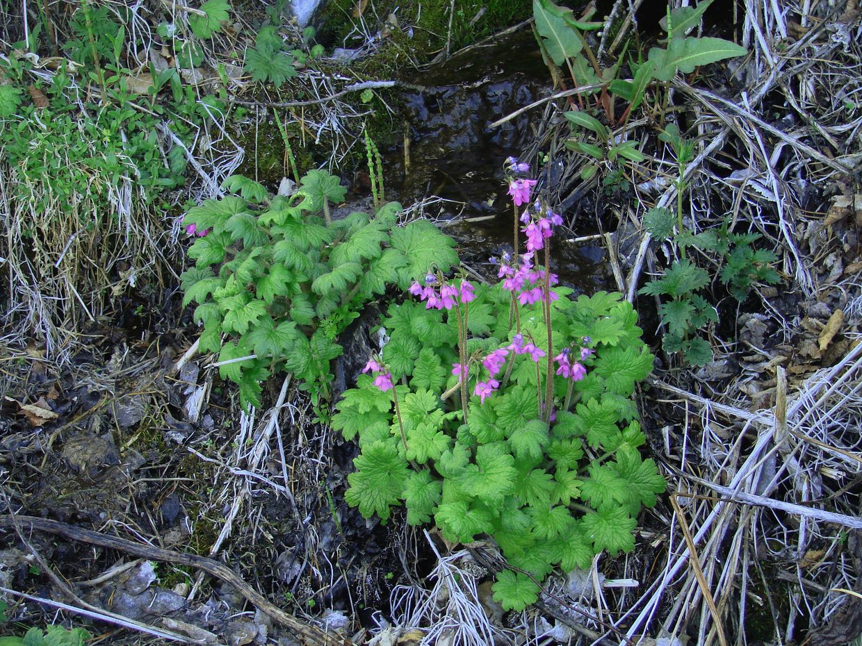 Image of Cortusa sibirica specimen.