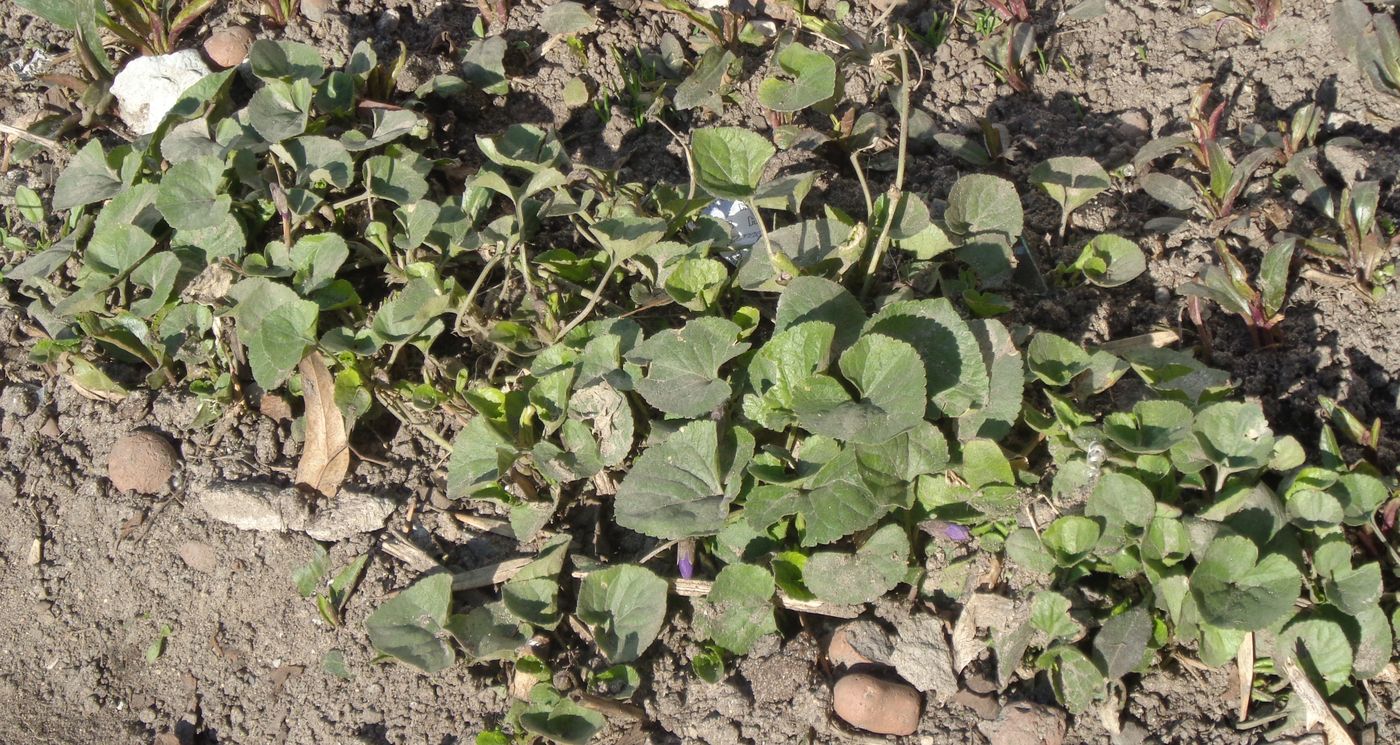 Image of Viola odorata specimen.