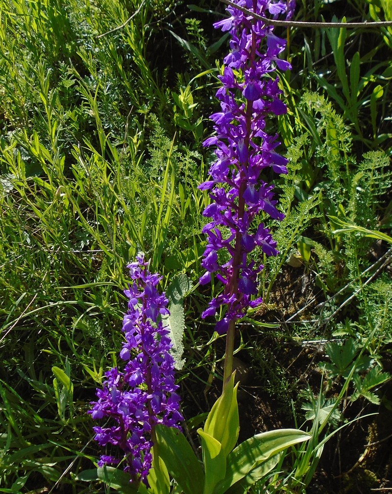 Image of Orchis mascula specimen.