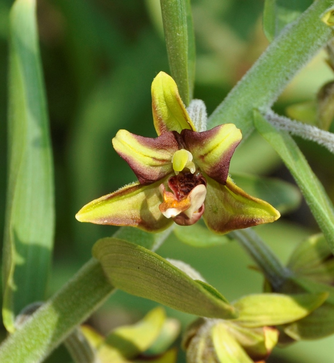 Image of Epipactis veratrifolia specimen.