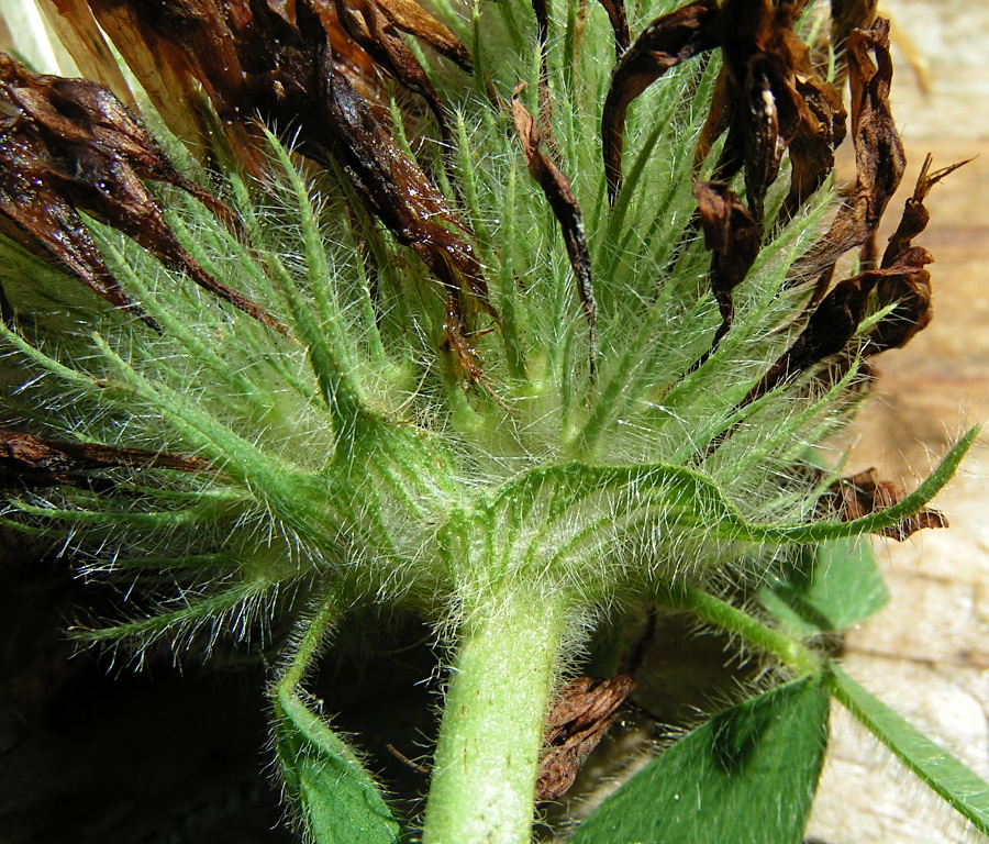 Image of Trifolium trichocephalum specimen.