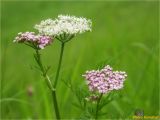 Смотреть изображение Mutellina adonidifolia