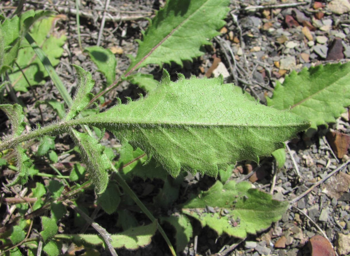 Image of Cephalaria dagestanica specimen.