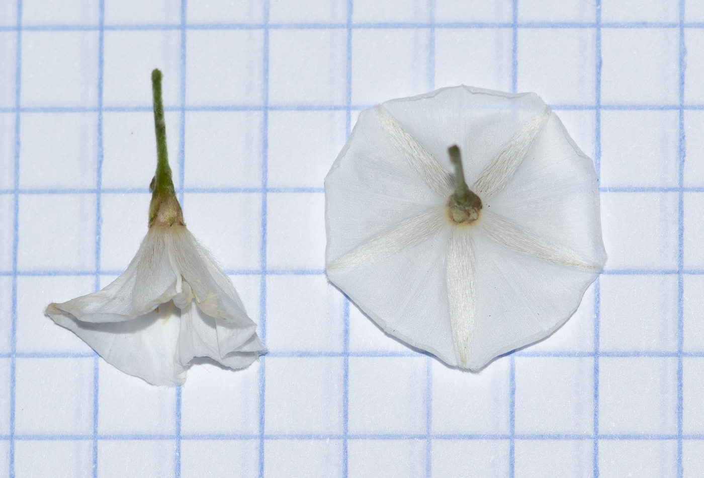 Image of Convolvulus floridus specimen.