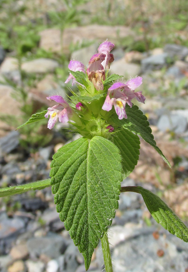 Image of Galeopsis bifida specimen.