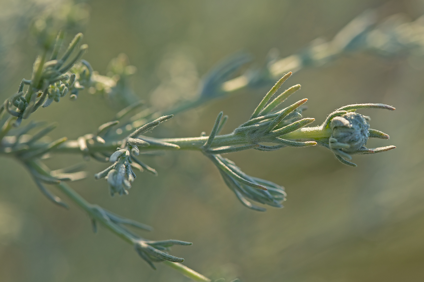 Image of genus Artemisia specimen.