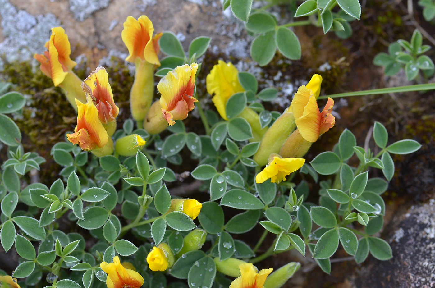 Изображение особи Chamaecytisus wulffii.