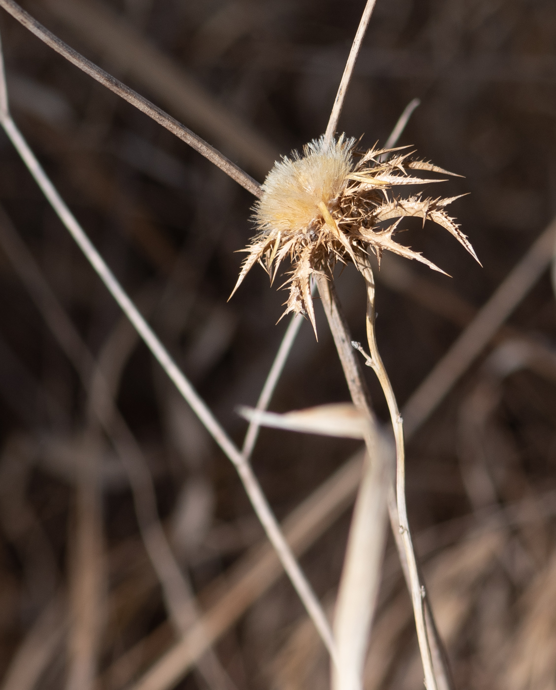 Image of Carlina curetum specimen.