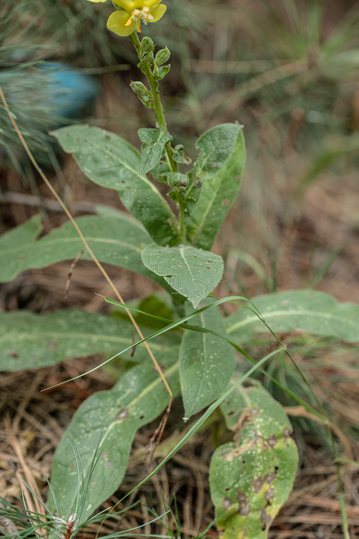 Image of Verbascum phlomoides specimen.