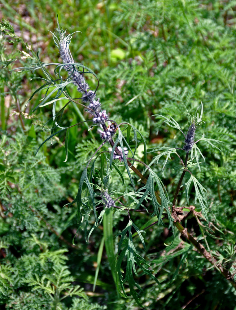 Изображение особи Leonurus glaucescens.