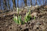 Galanthus plicatus. Растения с бутонами. Краснодарский край, м/о г. Новороссийск, окр. пос. Глебовка, вершина горы Глебовка, грабово-дубовый лес с примесью Juniperus deltoides. 04.03.2020.