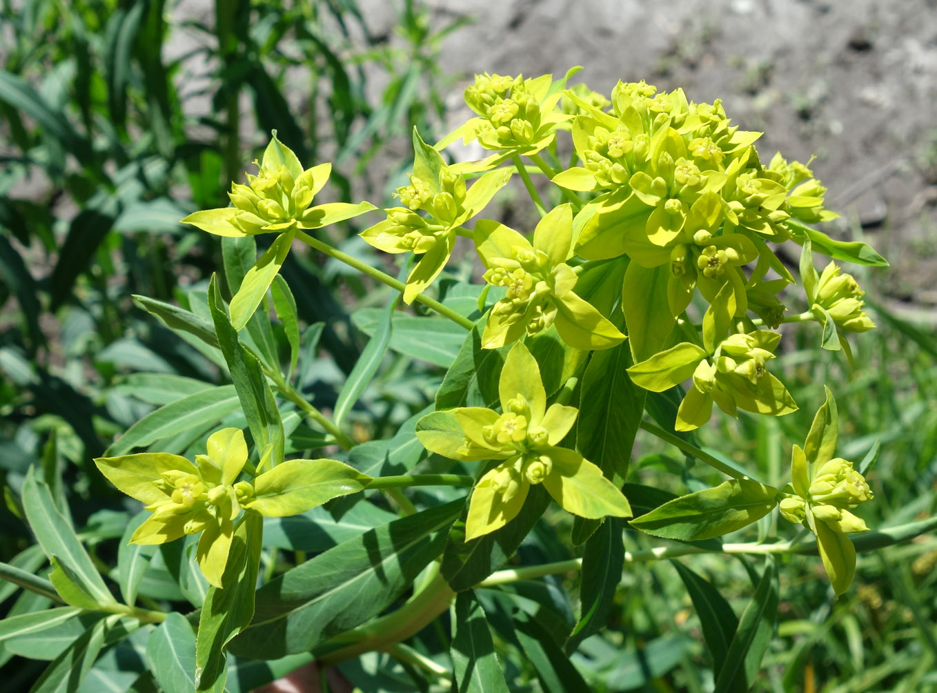 Image of Euphorbia lamprocarpa specimen.