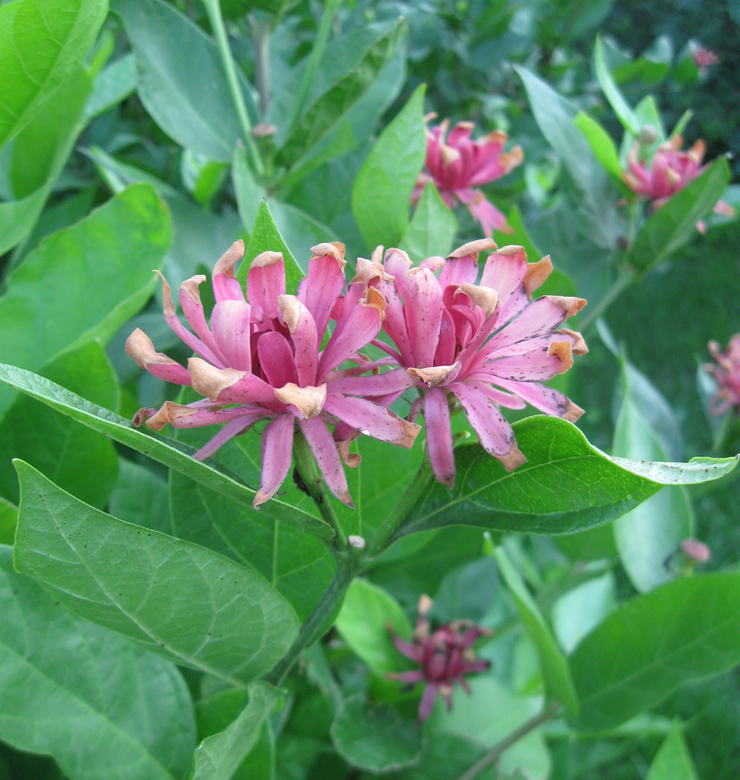 Изображение особи Calycanthus floridus.