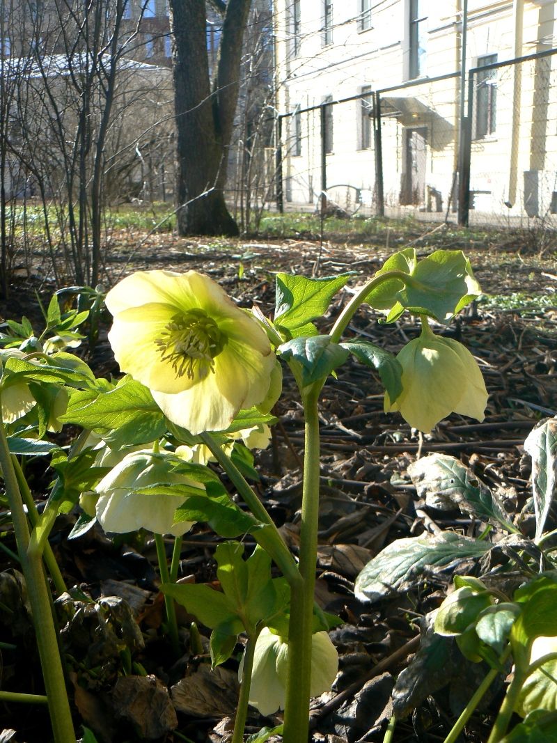 Image of Helleborus caucasicus specimen.