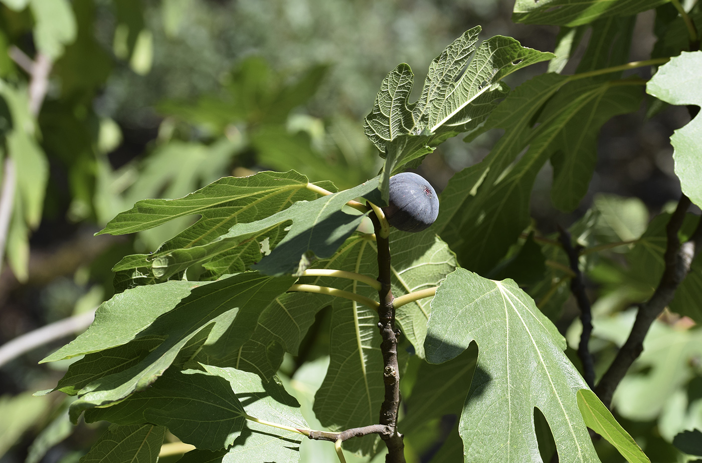 Изображение особи Ficus carica.