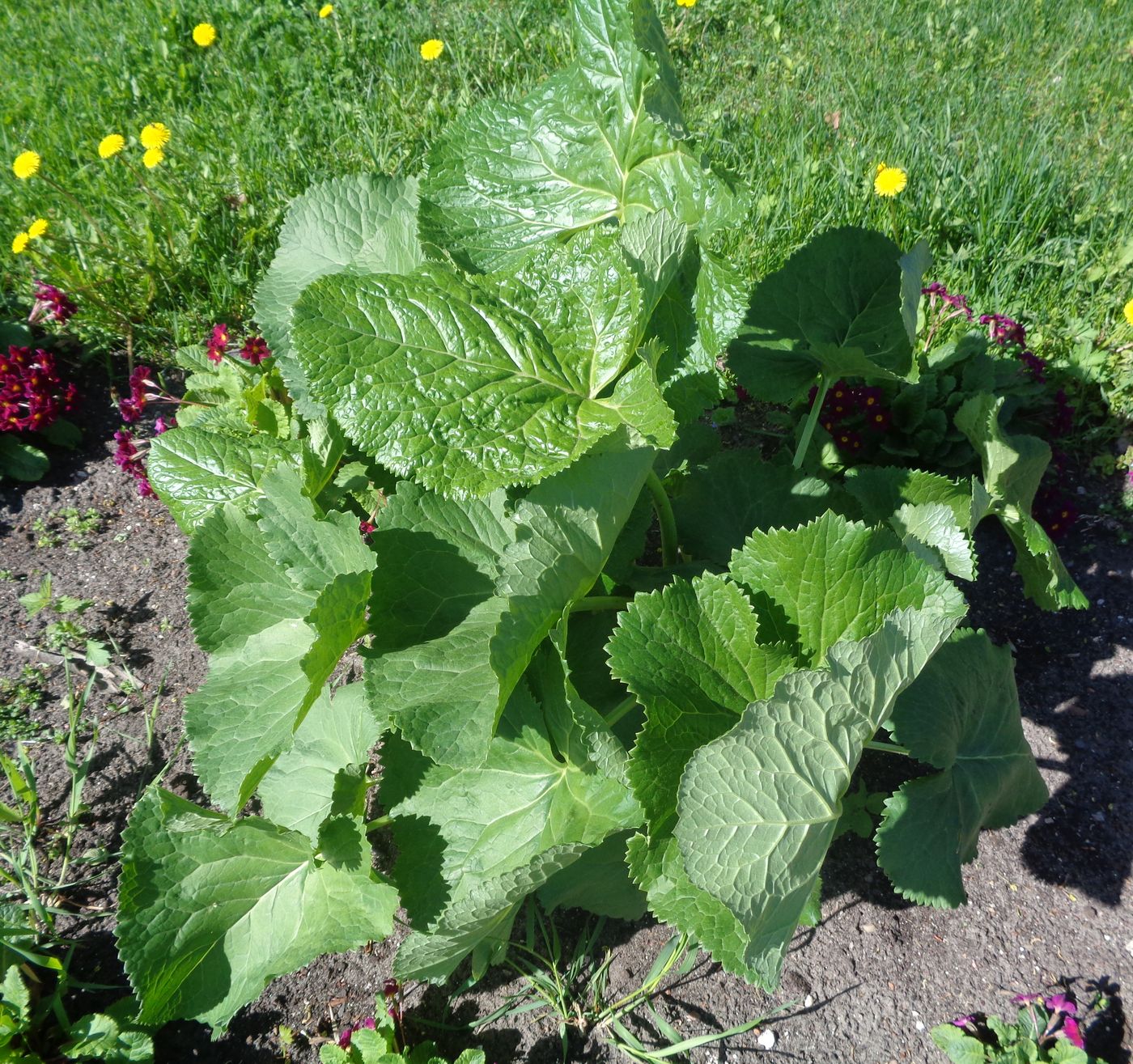 Image of Ligularia sibirica specimen.