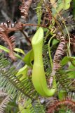 Nepenthes reinwardtiana