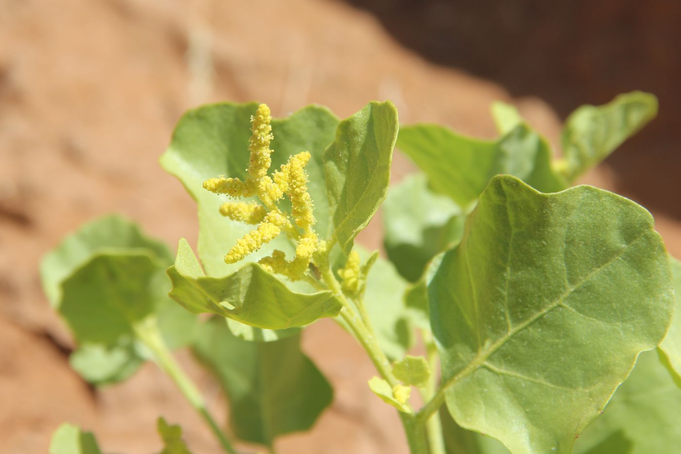 Image of Atriplex moneta specimen.