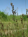 Juncus compressus