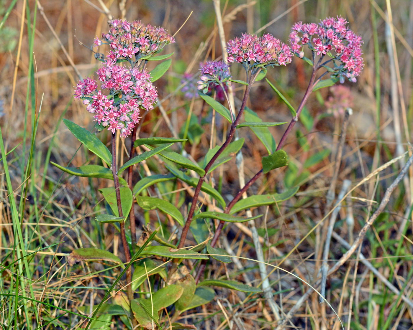 Изображение особи Hylotelephium triphyllum.