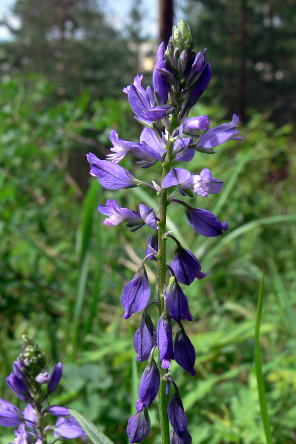 Image of Polygala wolfgangiana specimen.