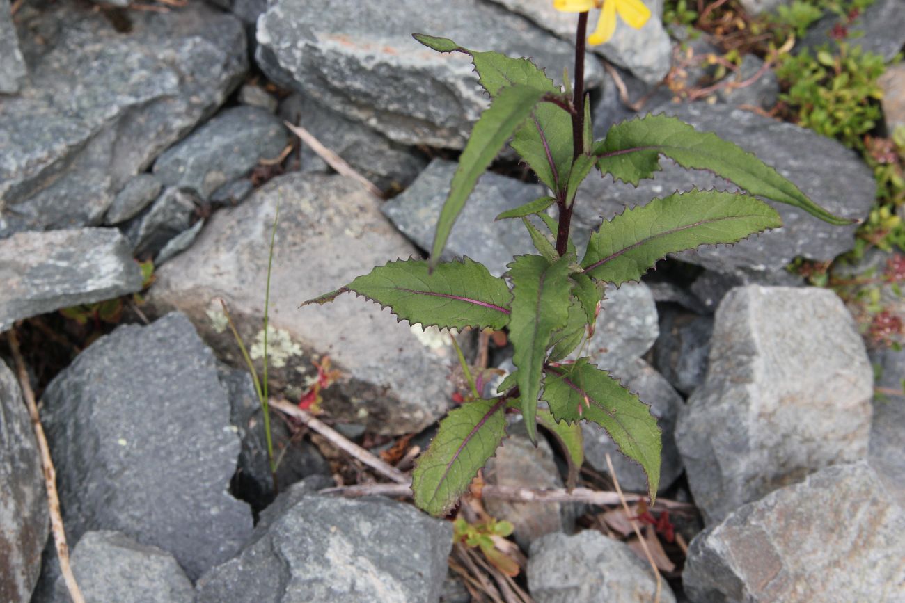 Image of Senecio nemorensis specimen.