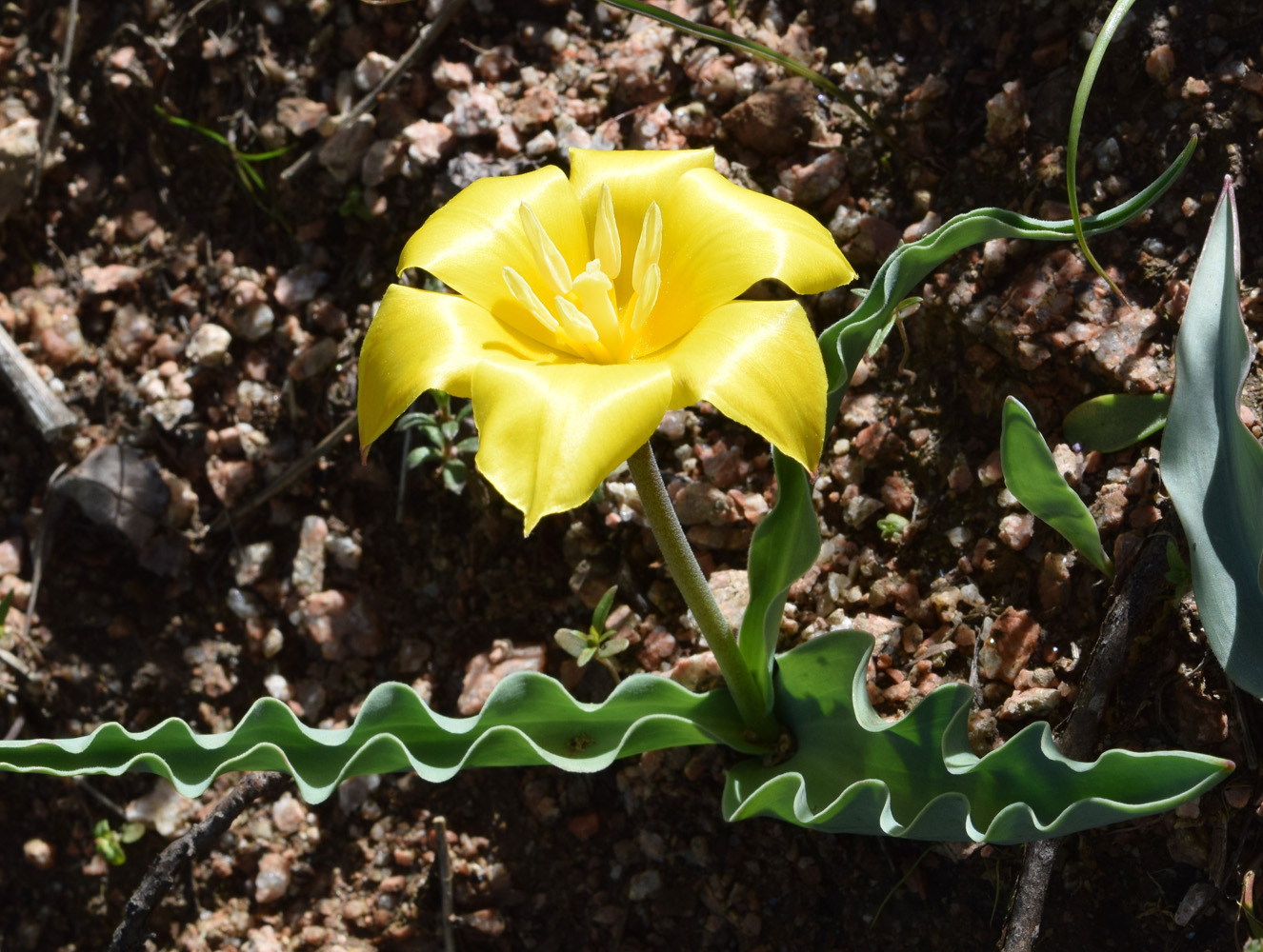 Image of Tulipa dubia specimen.